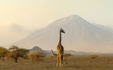 Giraffen in Ngorongoro vor Ol Doinyo Lengai