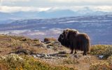 Moschusochse im Dovrefjell Nationalpark