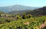 Weinberge auf Sithonia