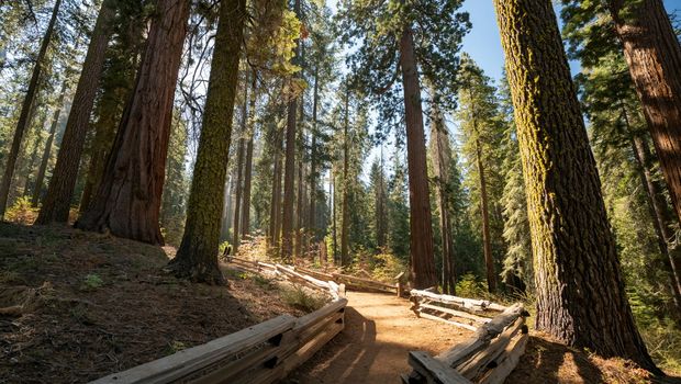 Sequoia Nationalpark