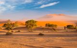 Namib Wüste