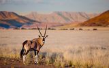 Oryx in der Wüste