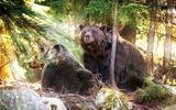 Grouse Mountain, Grizzly Bären