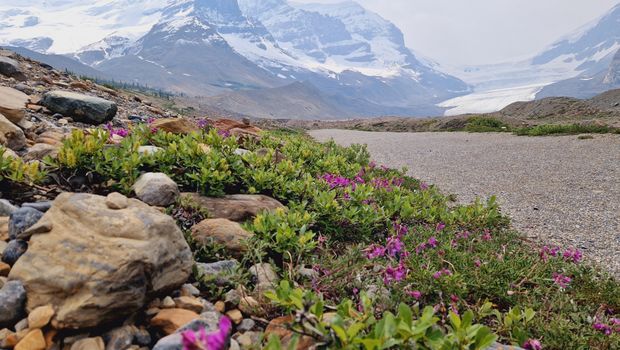 Blick auf den Athabasca Gletscher, Icefield Parkway