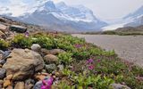 Blick auf den Athabasca Gletscher, Icefield Parkway