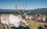 Rentierherde im Cairngorms Nationalpark