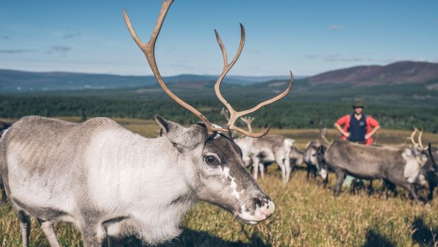 Rentierherde im Cairngorms Nationalpark