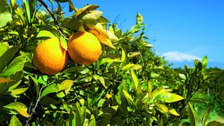 Zitronenhain und im Hintergrund der Etna