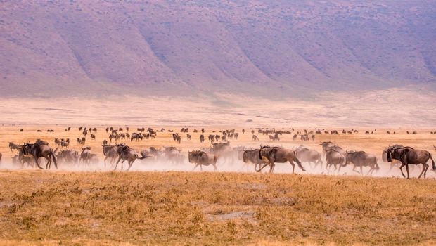 Gnus in Ngorongoro