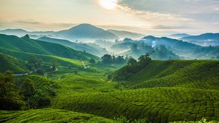 Cameron Highlands Malaysia
