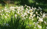 Buskett Gardens