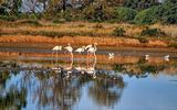 Ria Formosa Naturschutzgebiet