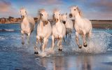 Camargue-Pferde