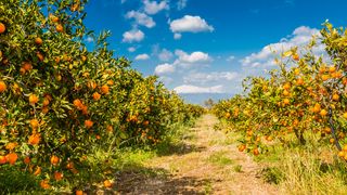 Orangenplantage mit Blick auf den Ätna