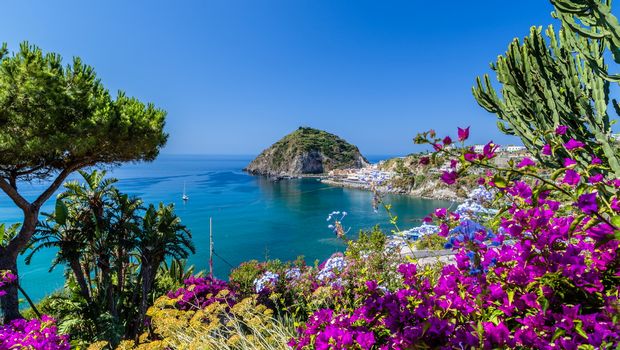 Ischia Blütenpracht