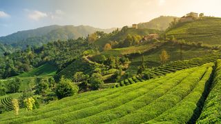 Schwarzes Meer Teefeld Türkei