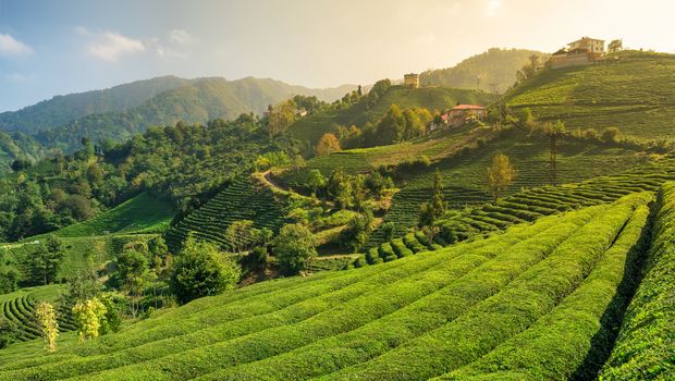 Schwarzes Meer Teefeld Türkei