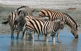 Zebras am Wasserloch