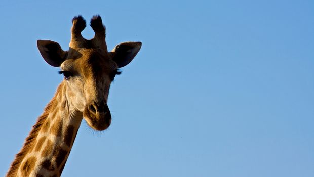 Neugierige Giraffe