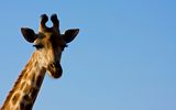 Neugierige Giraffe