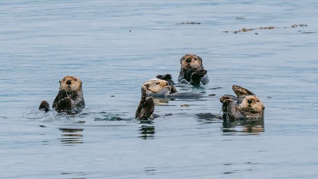 Seeotter im Glacier Bay Nationalpark
