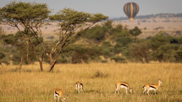 Antilope im Tarangire Nationalpark