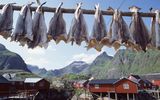 Geangelte Fische in Lofoten
