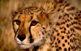 Gepard