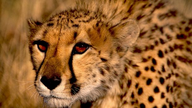 Gepard