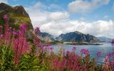 Reine auf den Lofoten