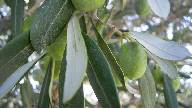 Olivenzweig