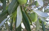 Olivenzweig