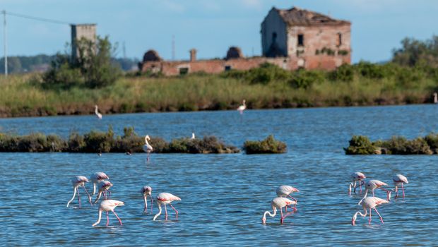 Naturreservat Po-Delta